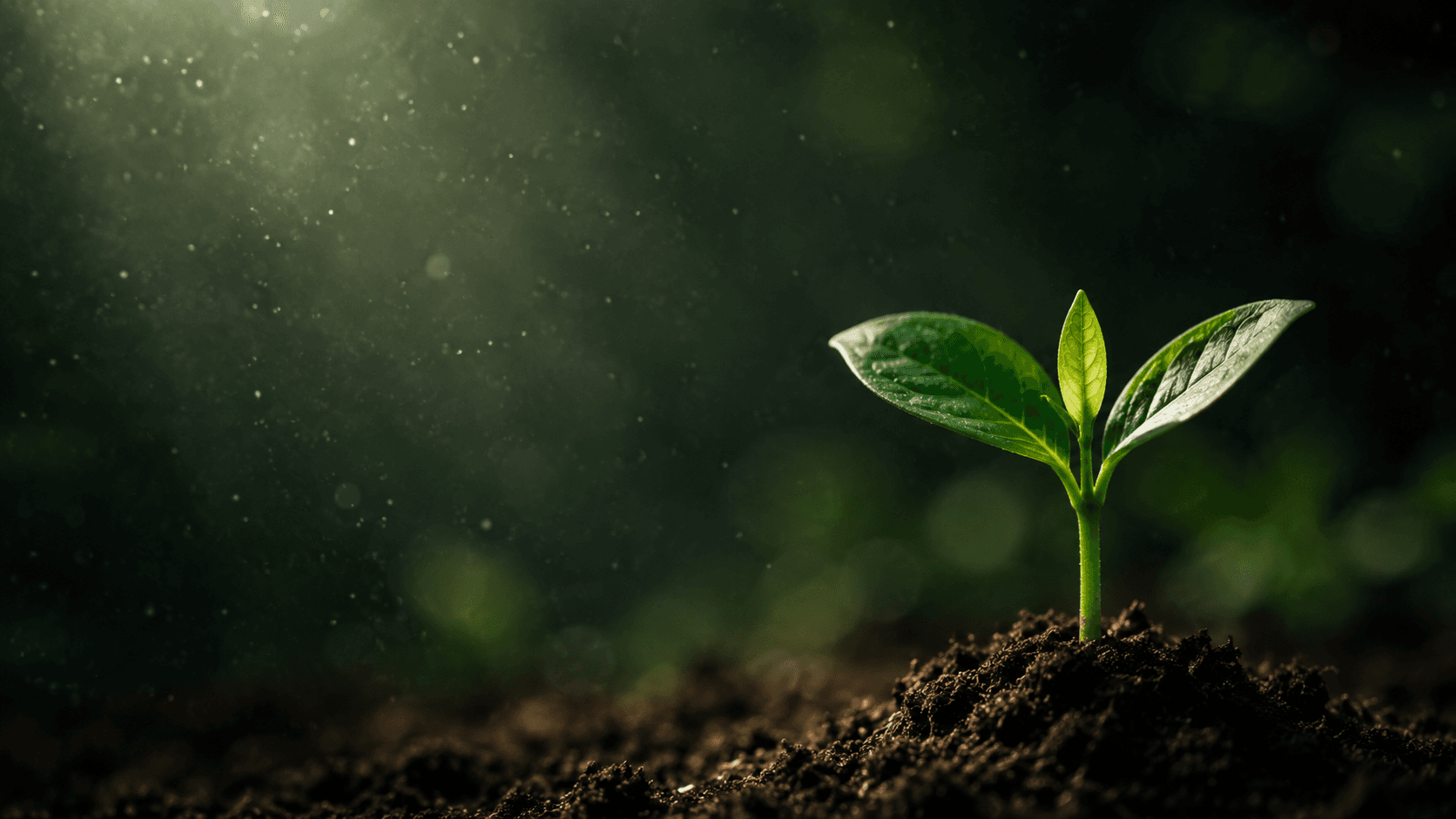 Green seedling and soil representing personalized PM2.5 intelligence
